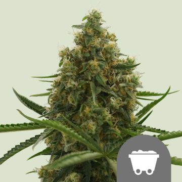 Shining Silver Haze Regular - 10 semen