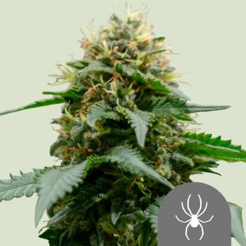 White Widow Regular - 10 semen