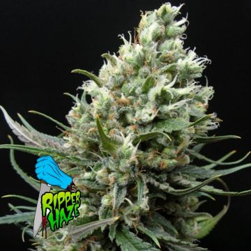 Ripper Haze