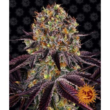 Barney’s Farm Runtz x Layer Cake - 5 semen