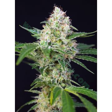 Crystal Candy
