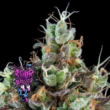 Sour Ripper