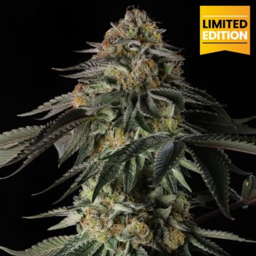 Rainbow Gas (Limited Ed.)