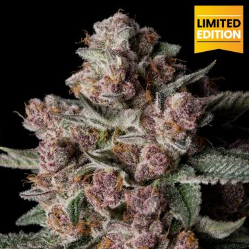 Tropical Jam (Limited Ed.)