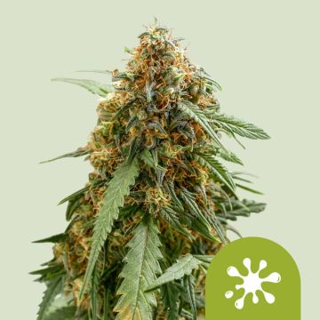 Sticky Queen Automatic