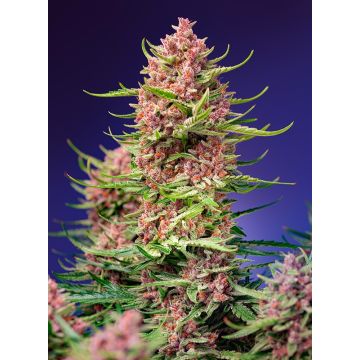 Strawberry Cola Sherbet (F1 Fast Version)