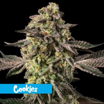 Sugar Rock by Cookies
