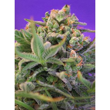 Sweet Cheese