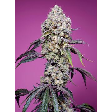 Sweet Mandarine Zkittlez (F1 Fast Version)