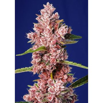 Tropicanna Poison (F1 Fast Version)