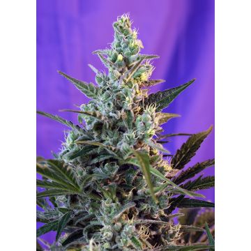 Sweet Skunk (F1 Fast Version)