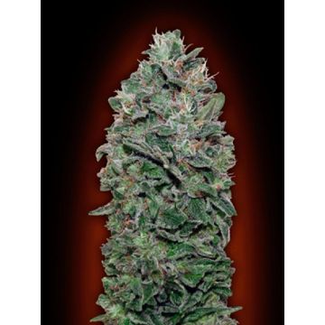 Sweet Somango - 5 semen