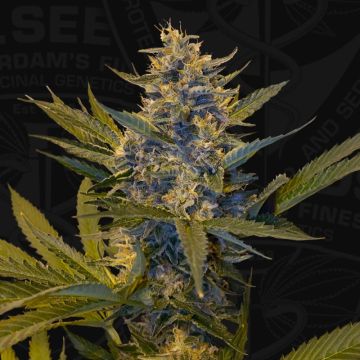 MelonSicle (Limited 710) 7 + 1 free