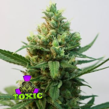 Toxic