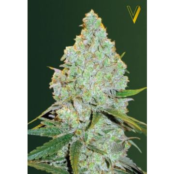 Auto Amnesia Haze
