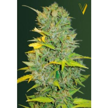 Auto Biggest Bud