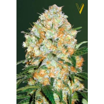 Auto Bubblegum+ Pro