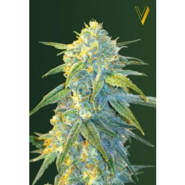 Auto Northern Light