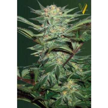 Auto White Widow