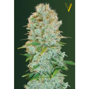 Critical