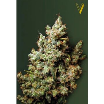 Northern Light