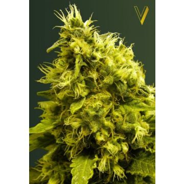 White Widow