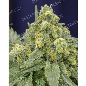 White Widow