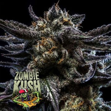 Zombie Kush Auto