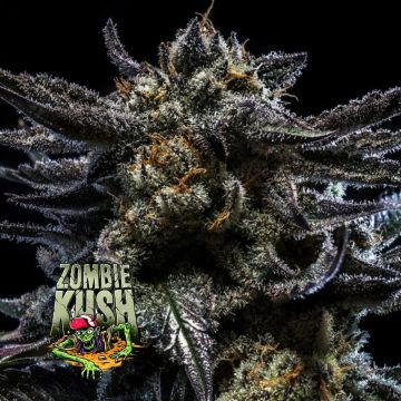 Zombie Kush