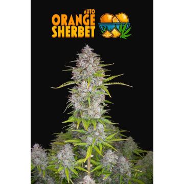 Orange Sherbet Auto 3 semena