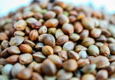 Autoflower semena konoplje (prednosti in pasti)