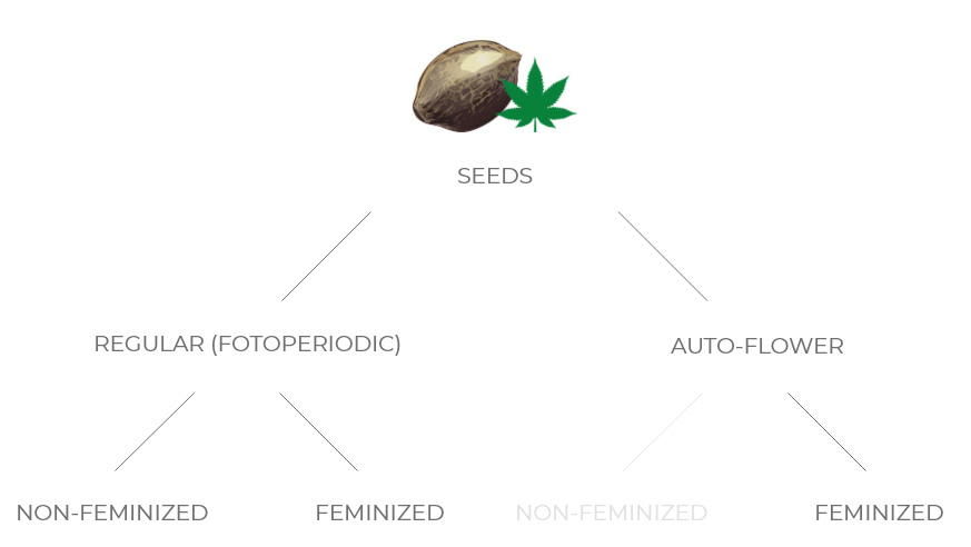 Delitev semen konoplje